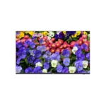 MW3243-F-V2 – Moniteur LED 43″ 4K UHD 178° VESA