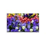 MW3243-F-V2 – Moniteur LED 43″ 4K UHD 178° VESA – Image 2